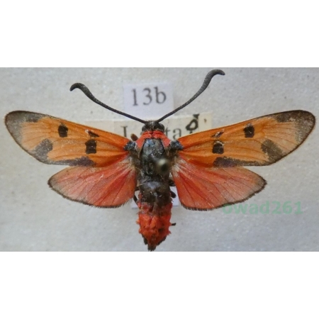 Zygaena laeta (Hübner, 1790) Austria13b